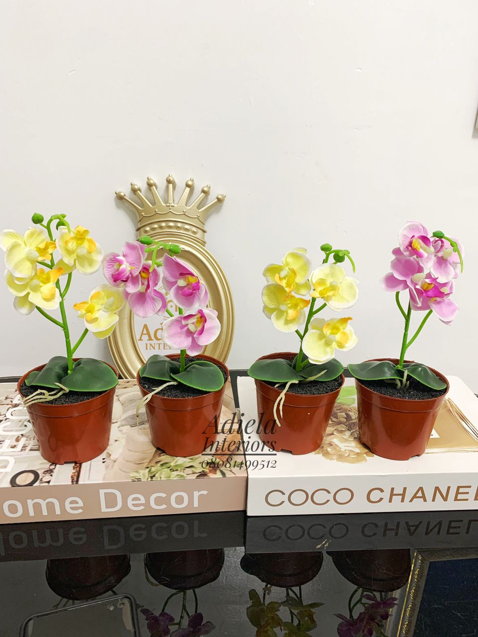 Potted Mini Orchid Image