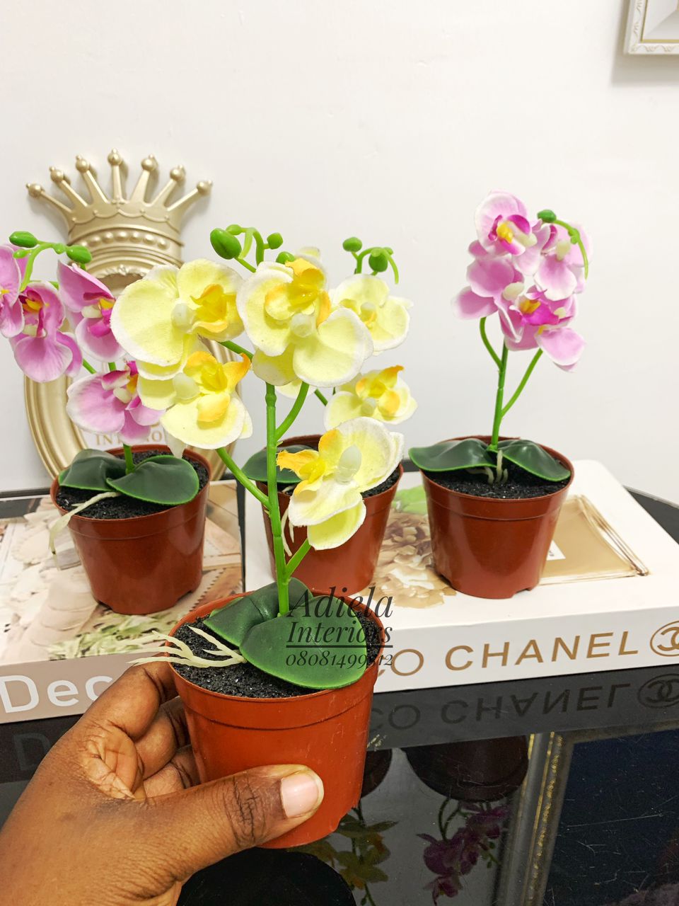 Potted Mini Orchid Image