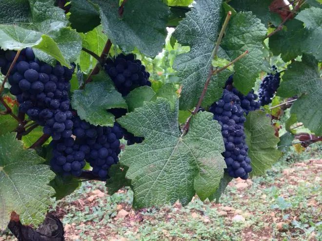 羅曼尼康帝（Romanée-Conti）特級園葡萄藤，展示其獨佔園Monopole的稀有性。