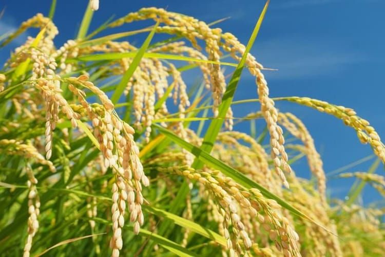 獨家酒米酒未來