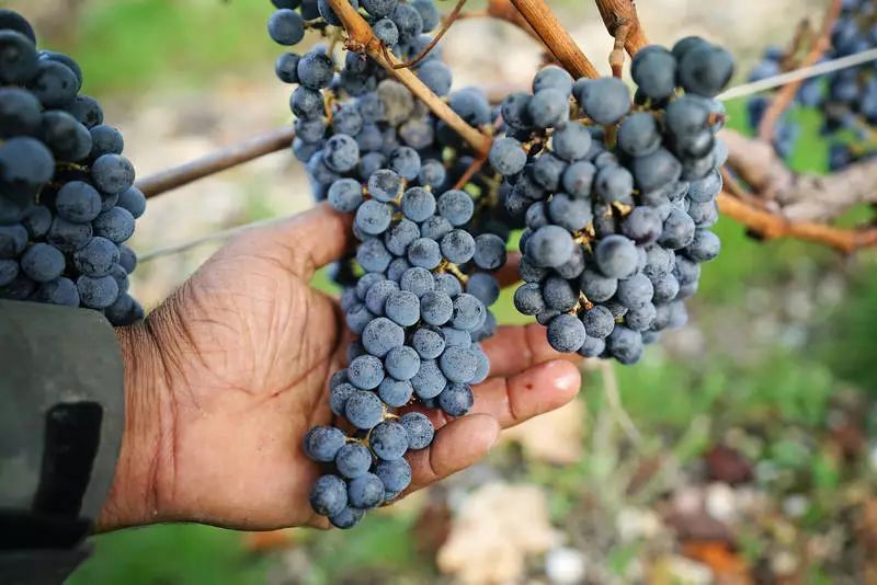 葡萄園採摘與氣候條件
