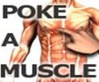 Poke-A-Muscle