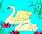 Colorear cisnes