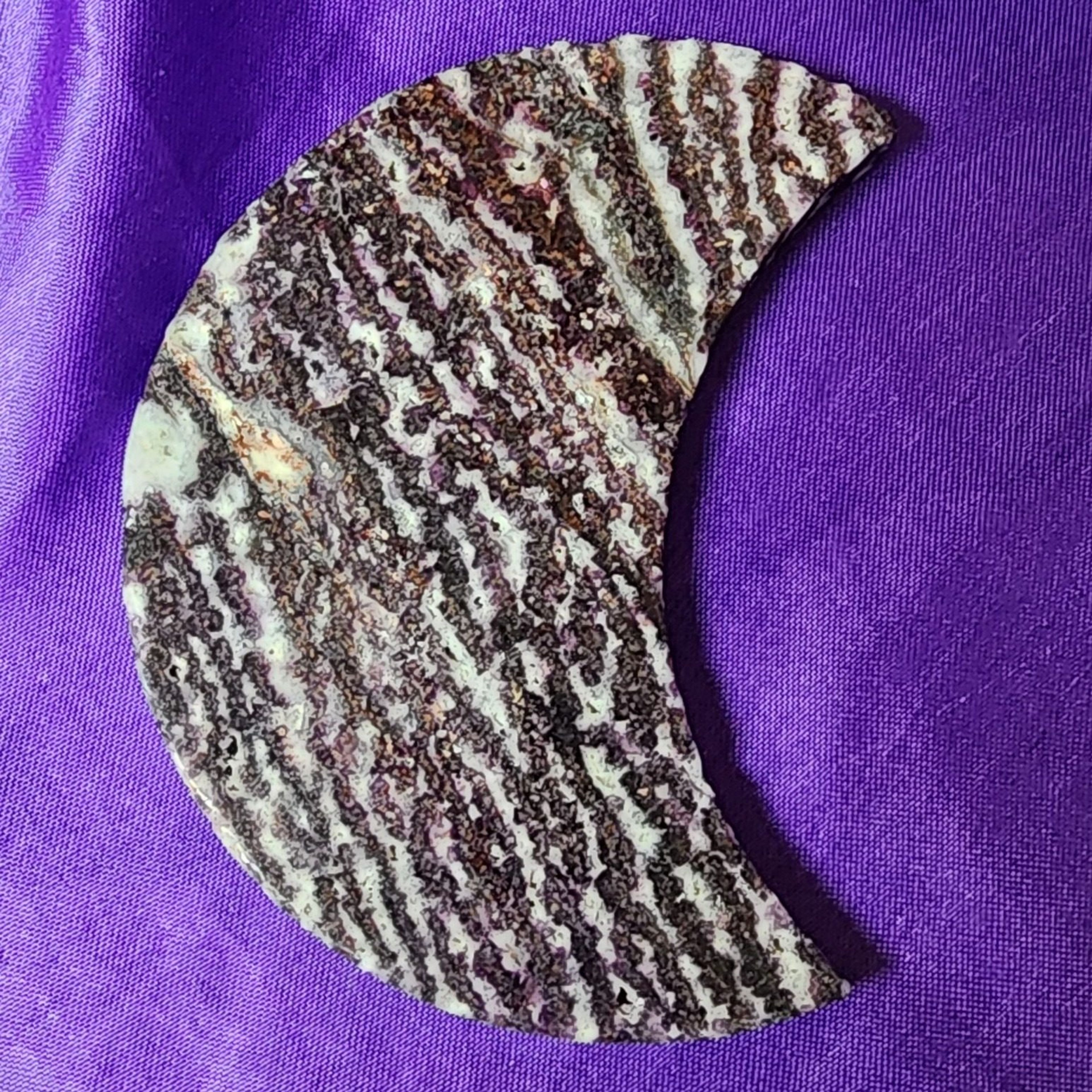 Purple Zebra Moon