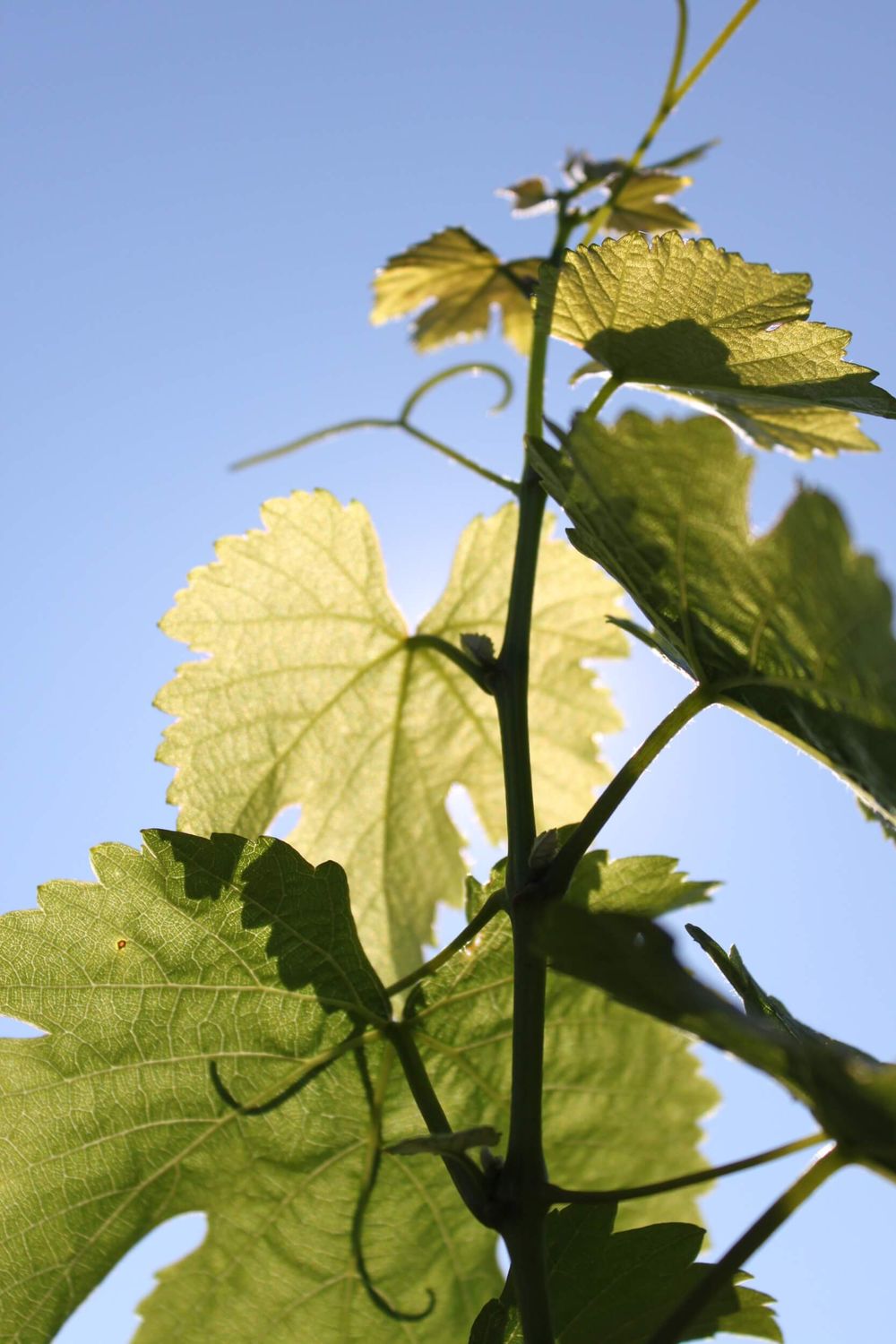 Feuilles de vignes du château de Reignac