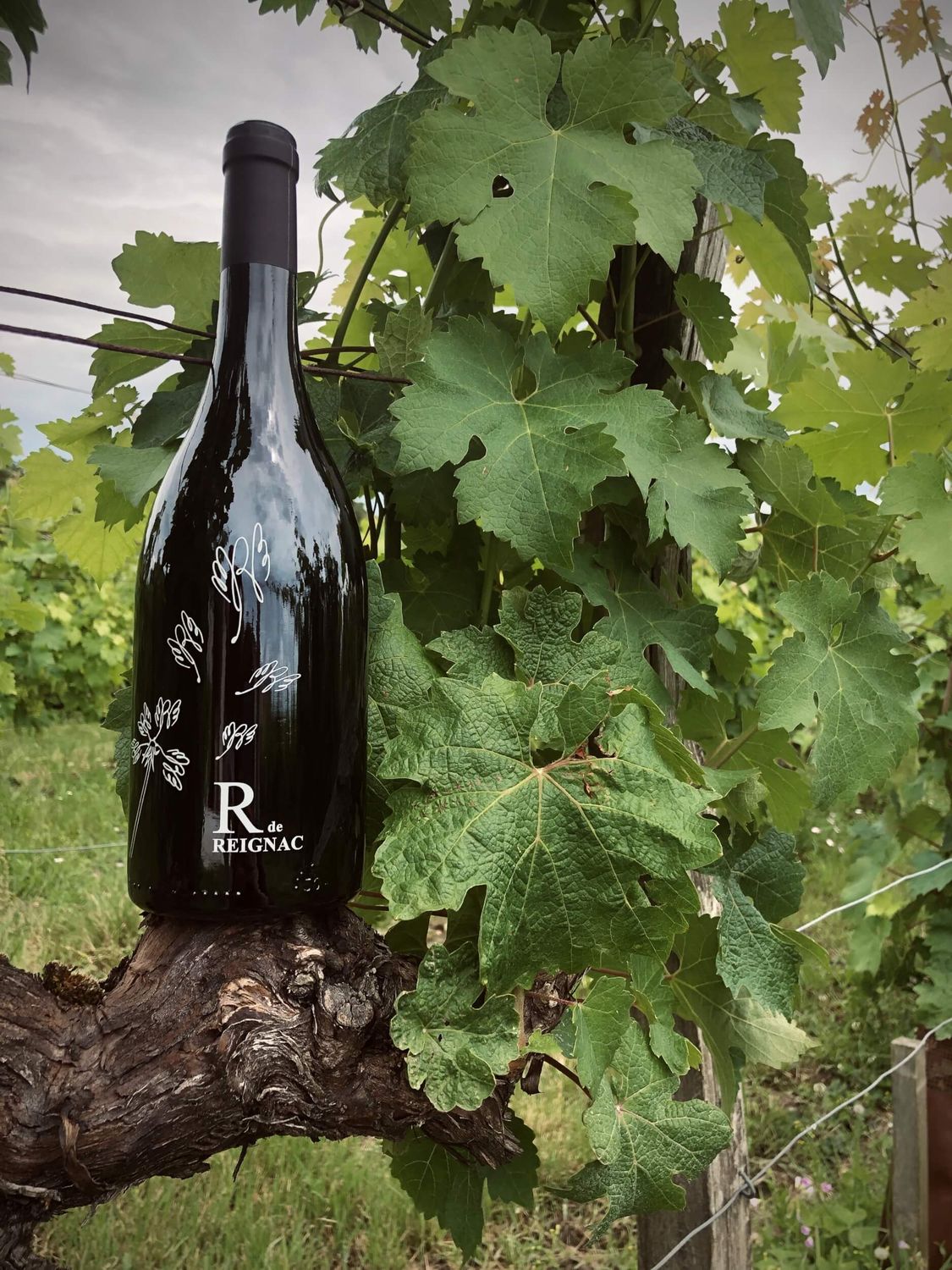 R DE REIGNAC VIGNE