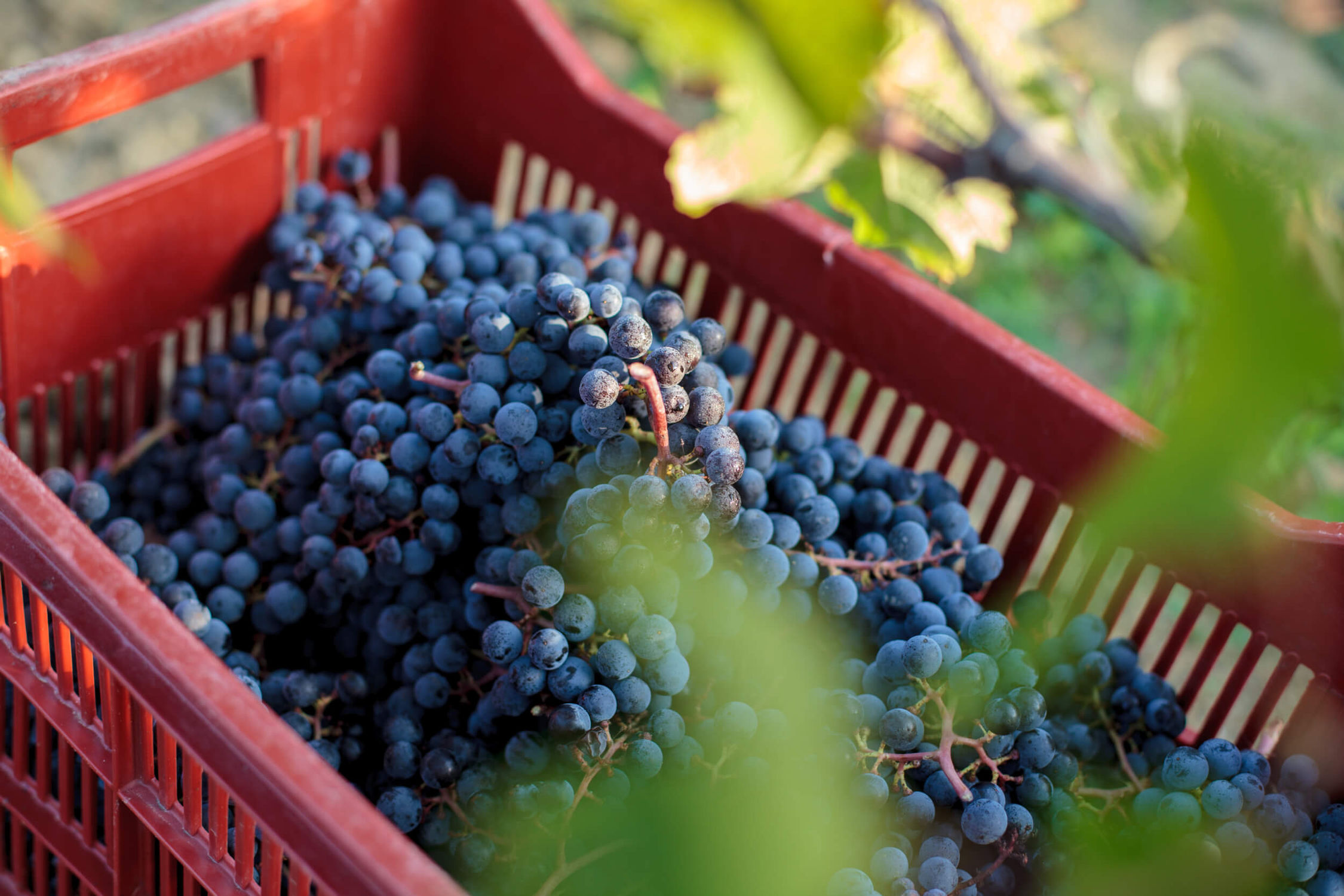 9 – GRAPPES