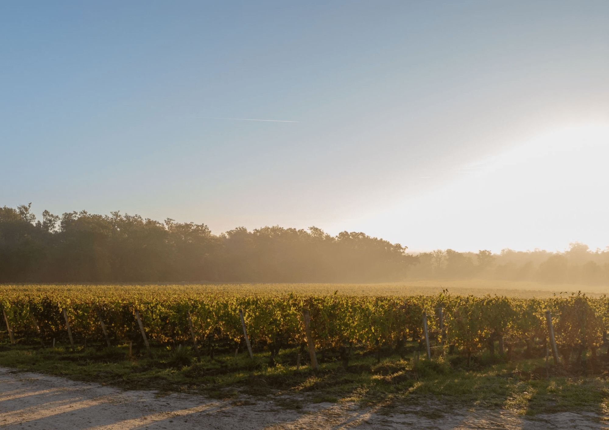 Reignac_3_vins_editable_Canva.pptx