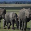 elephants-4499210_640