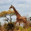 giraffe-4041985_640