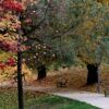 park-3573869_640