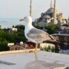 seagull-990930_640