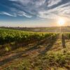 vineyard-428041_1280