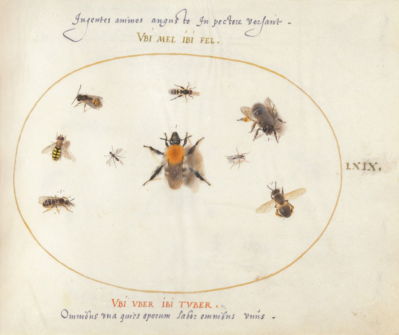 Niine Bees and Other Insects