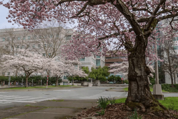 華盛頓大學櫻花將於本週迎來盛開期