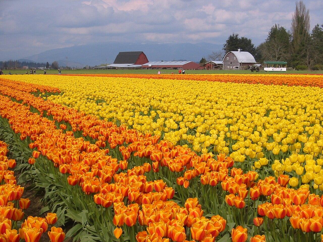 Skagit Valley 鬱金香