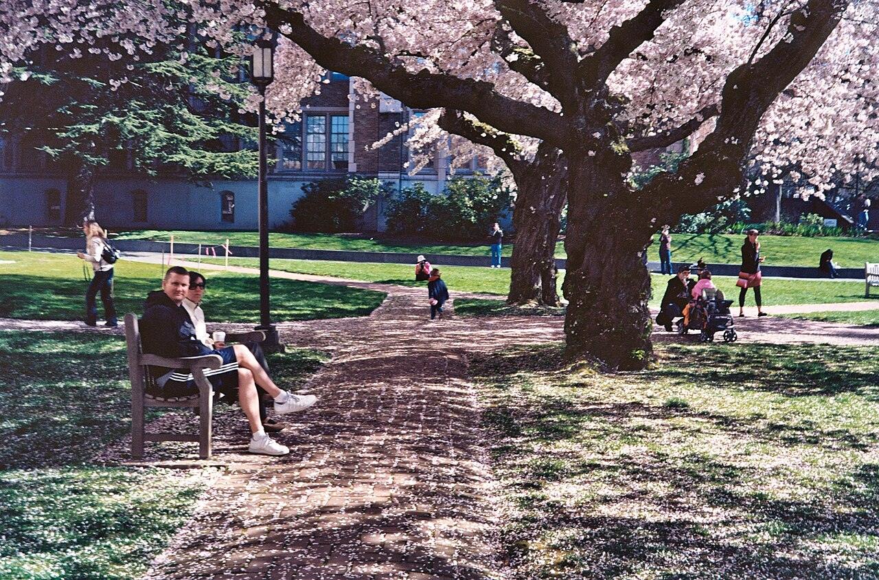 華盛頓大學 Quad 櫻花