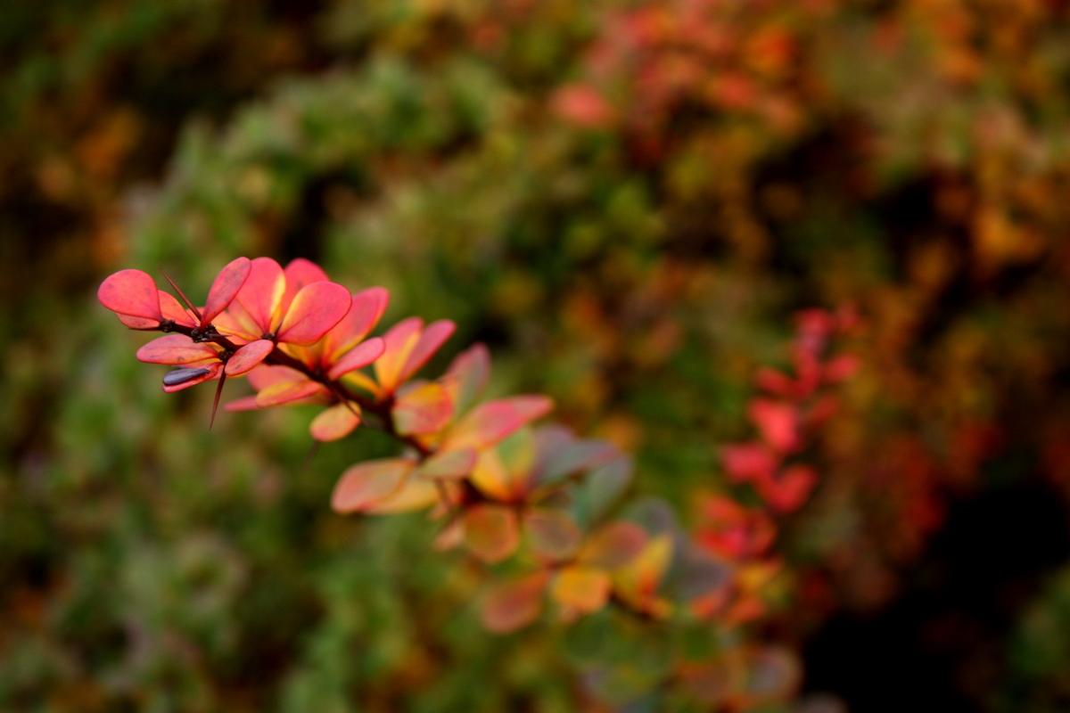 西雅圖秋色紅葉