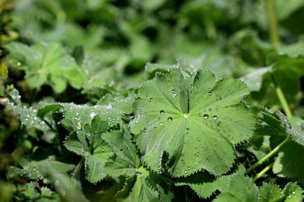 MIT研究:植物能「听到」雨声 加速破土发芽