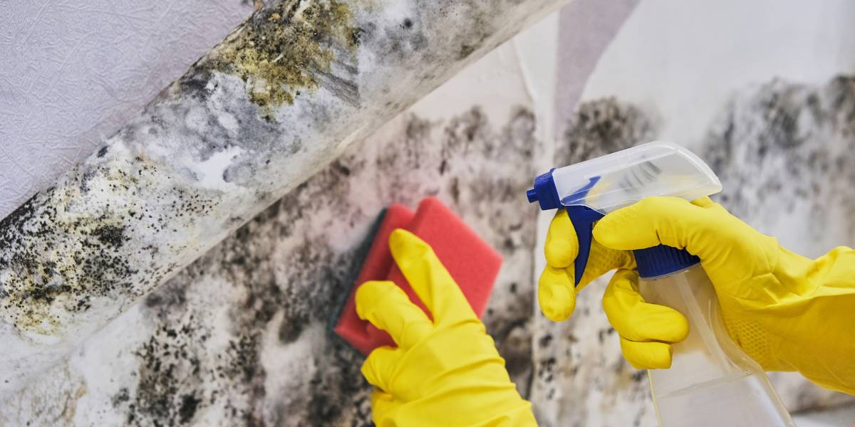 FAQS about Crawl Space Mold Removal Services in Foley, AL