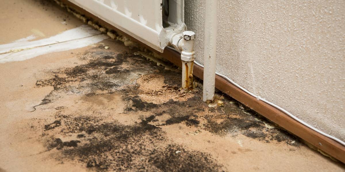 Best Eco-Friendly Crawl Space Mold Removal in Galivants Ferry, SC