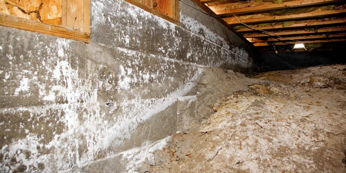 Mold and Mildew Removal Company in Alton, IL