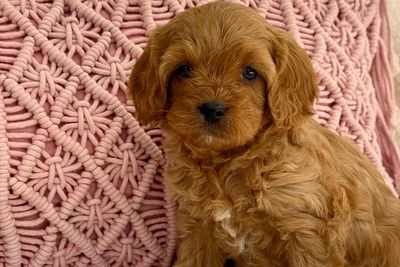 Darcy
