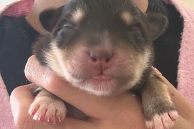 Mocha
