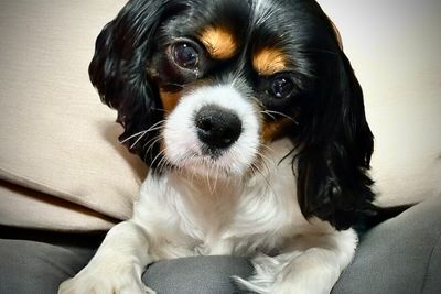 Mia