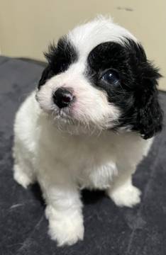 Boy puppy