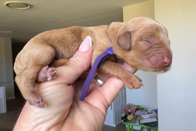 Purple collar girl