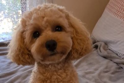 Harley