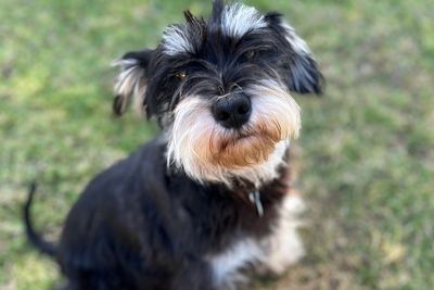 Otto