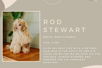 Rod Stewart