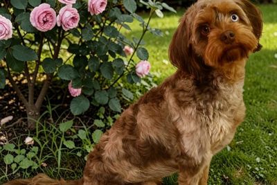 Millie