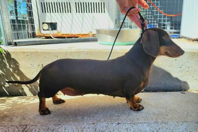 Luca