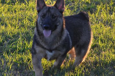 Gunner