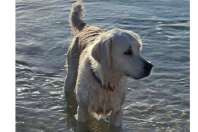 Milly 
