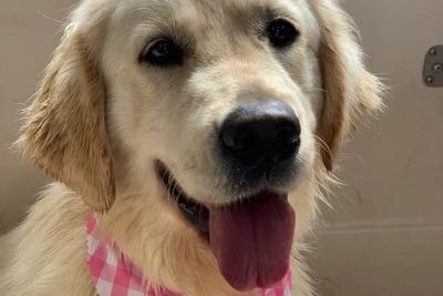 Daisy