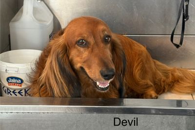 Devil