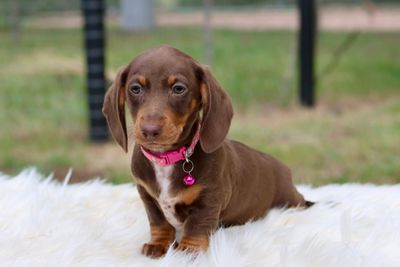 Rosie