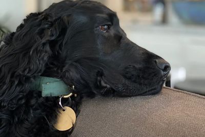 Fergus
