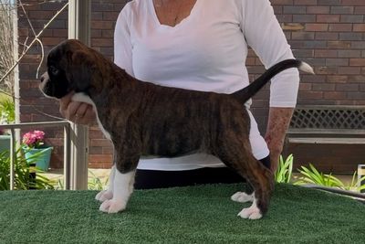 J3 Brindle & White Female
