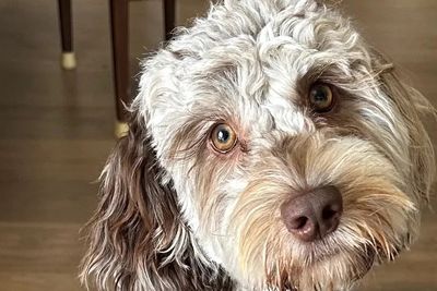 Bespoke Macie
