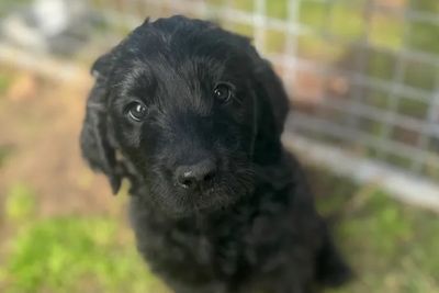Cooper