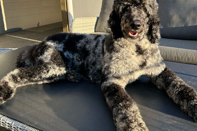 La Bella's Ari Is Under The Australian Sun