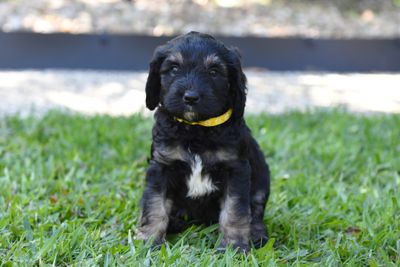 Daisy - For Guardian Home 