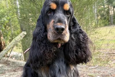 Bonnie