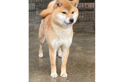 Kira