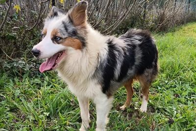 Shelby - Tri Blue Merle